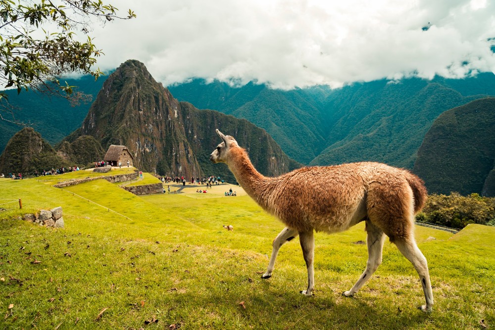 Llama en el Machu Picchu