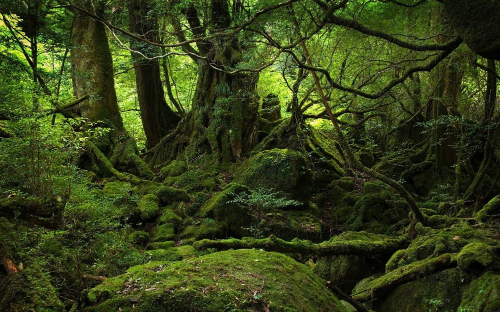 Aokigahara