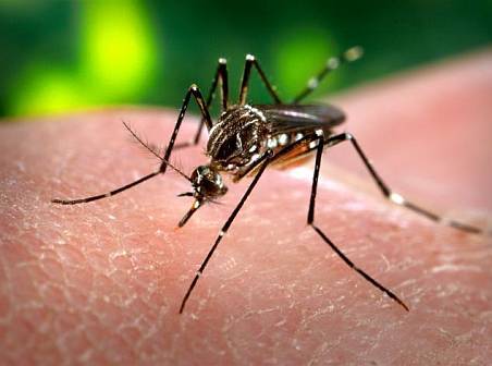 Fiebre chikungunya alcanza a tres condados de la Florida y se reportan más casos en Haití y Santa Lucía