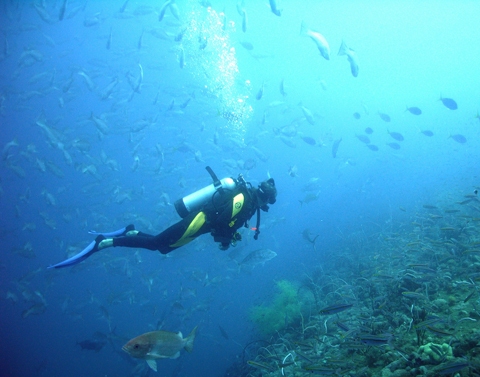 Brasil: Apuestan por el desarrollo del turismo náutico en Bahía de Todos los Santos