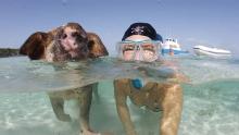 Baño con cerdos, paradoja en Bahamas