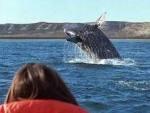 Uruguay: Lanzan nueva temporada para avistamiento de ballenas francas