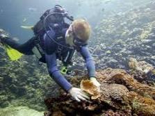Alertan sobre daños crecientes en arrecifes coralinos cubanos por cambio climático