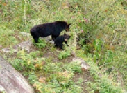 Perú: Regresa el oso de anteojos a Machu Picchu