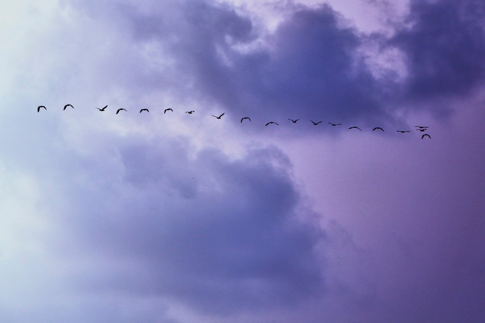 aves cruzando la ciudad