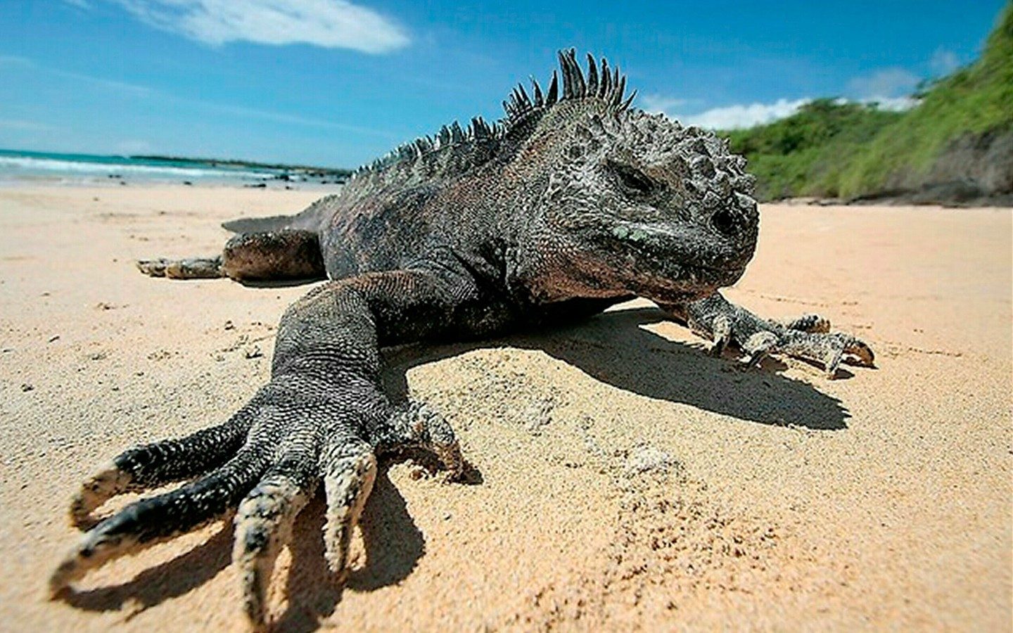 iguanas