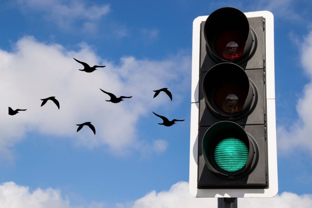 siluetas de aves y un semáforo con la luz verde