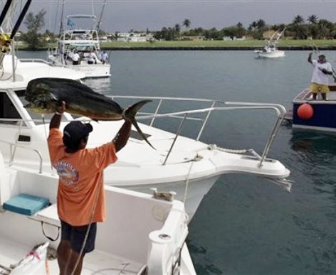 Cuba: Sesiona desde este lunes el 61 Torneo Internacional de Pesca de la Aguja “Ernest Hemingway”