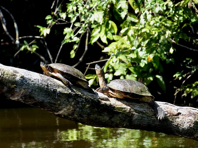 Tortugas , Costa Rica