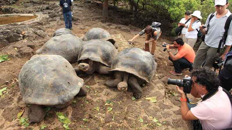 Galápagos estudiará impacto del turismo en la anidación de tortugas