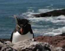 La Ruta Azul de la Patagonia argentina: 500 kilómetros de áreas protegidas