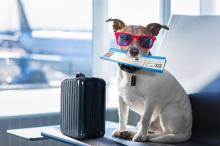 mascotas y aerolíneas