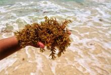 sargazo