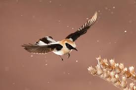 Aumentan participantes internacionales en concurso fotográfico de FIO