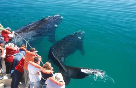 Península Valdés: ¡Ballena a la vista