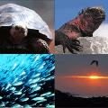 Ecuador: Galápagos tendrá aeropuerto ecológico en 2011