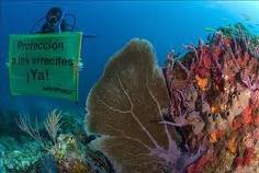 México: Greenpeace denuncia que corales de costas de este país pierden color por efecto invernadero