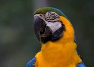 Honduras: Macaw Mountain, refugio de aves en Copán Ruinas