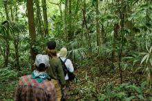 Maroon 5 y Guster respaldan manejo foretal en Guatemala