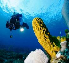 Cuba ofrece más de 500 zonas de buceo a turistas interesados en esa modalidad