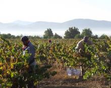 La Ruta del Vino Argentino