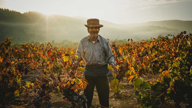 J. Bouchon, vinos con alma chilena