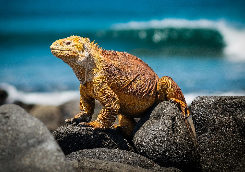 Islas Galápagos