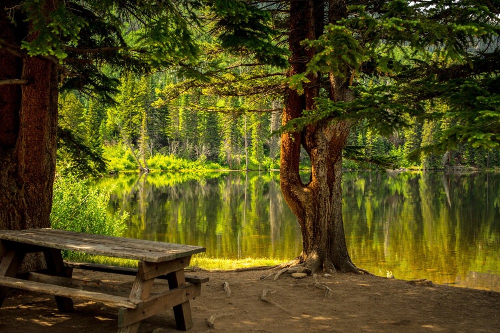 baño de bosque