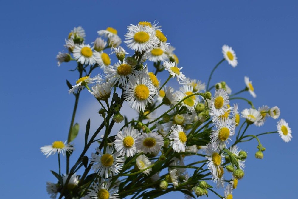 flores de manzanilla sobre un fondo azul cielo