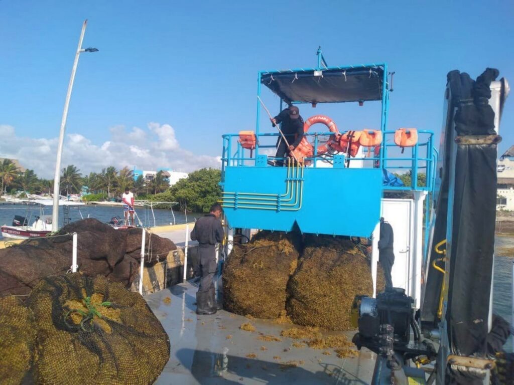 sargazo Caribe mexicano