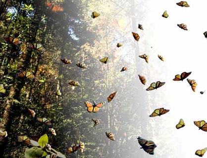 México promueve sus valores naturales con documental sobre la mariposa monarca