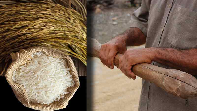 República Dominicana. La Ruta Turística del Arroz. Sabor, agua y verdor