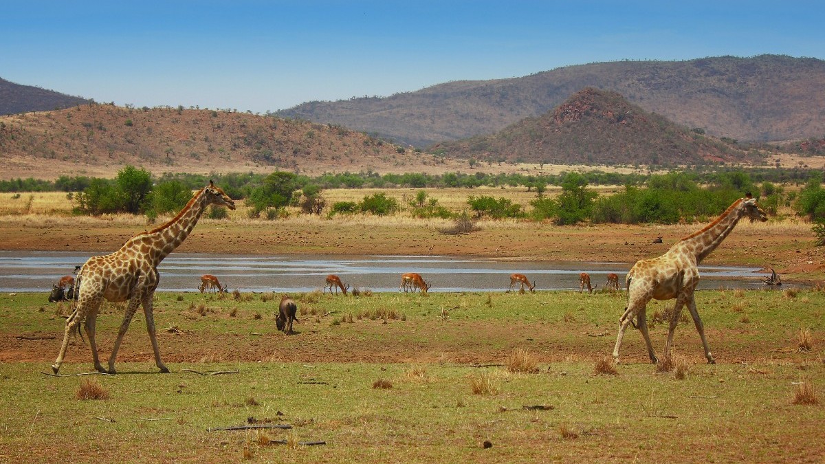 safari africano