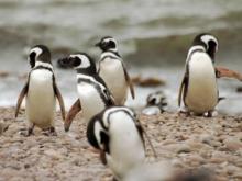 Parque Marino Costero Patagonia Austral, refugio de especies en Argentina