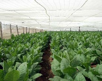 Participantes en Festival del Habano recorrieron plantaciones de Vuelta Abajo