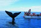 Argentina: Puerto Madryn se prepara para el arribo de las ballenas francas y los turistas que atraen