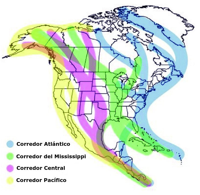 mapa de los corredores o rutas de las aves migratorias por Norteamérica