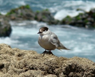 Avistaje de aves en Argentina