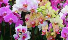 Guatemala exhibirá unas 1.500 especies de orquídeas a principios de febrero