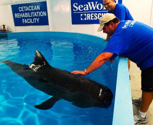 Estados Unidos: SeaWorld Orlando recibe a una ballena piloto rescatada tras quedar varada en los Cayos de Florida