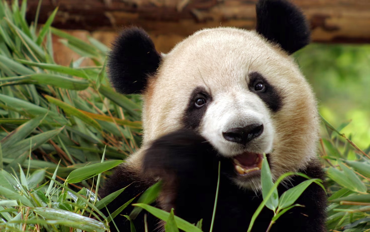 safaris de una sola especia animal