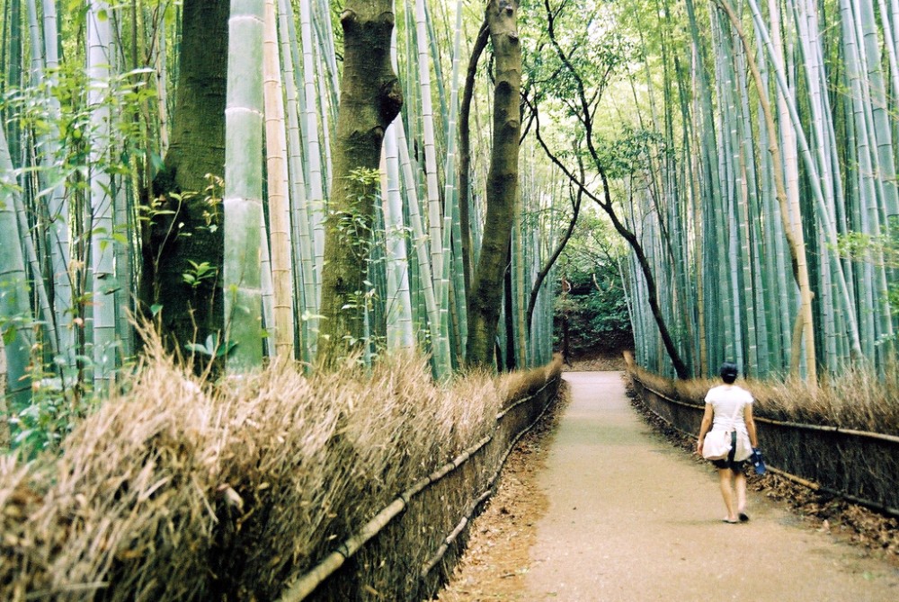 baño de bosque