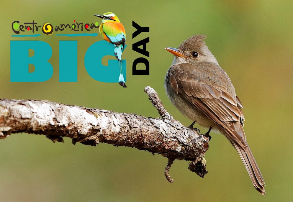 Central America Big Day 2026