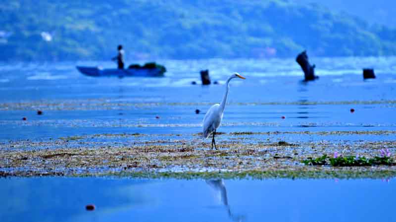 Guatemala acoge primera feria de observación de aves