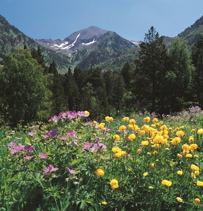 Parque Natural de la Vall de Sorteny: un museo al aire libre en el corazón de Andorra