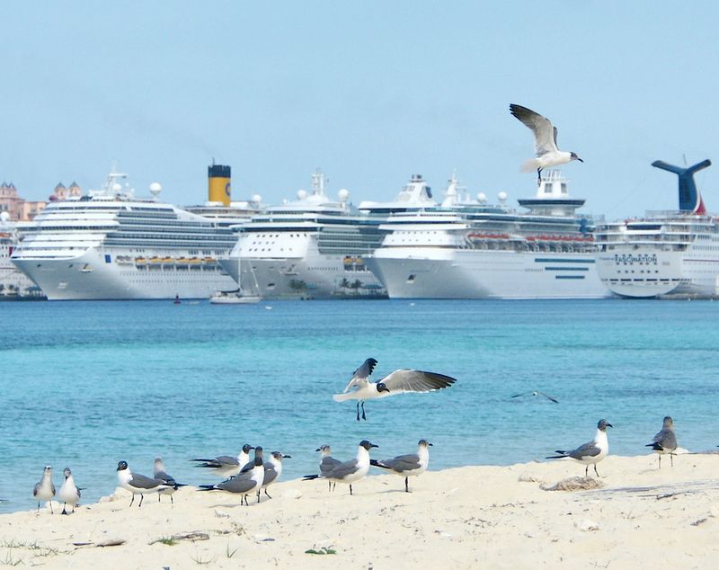 Industria de cruceros no toma en serio el tema de la sostenibilidad, según estudio