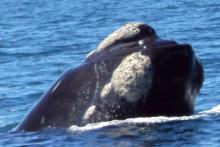 Primer encuentro con las ballenas en Argentina 