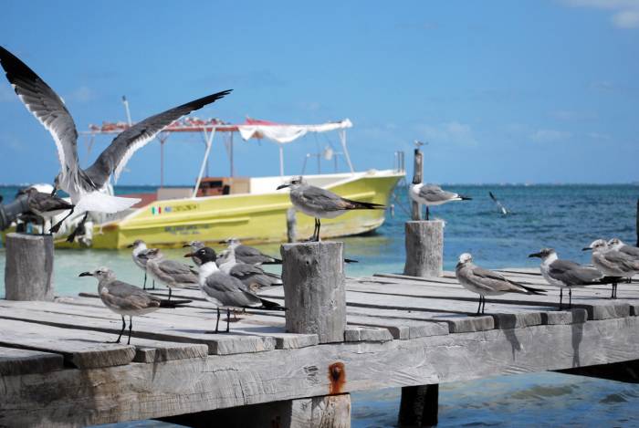 Cumbre de biodiversidad beneficia ocupación hotelera de Cancún