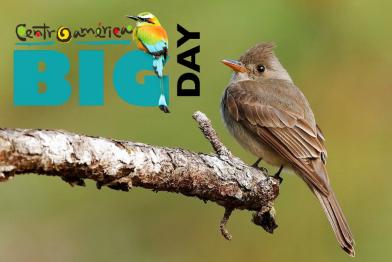 Central America Big Day 2026