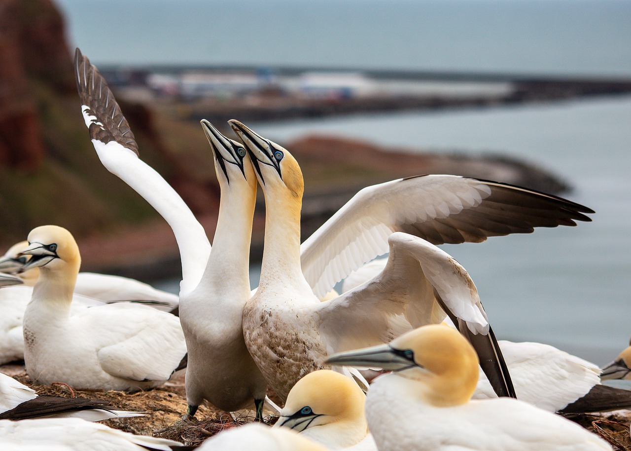 aves playeras